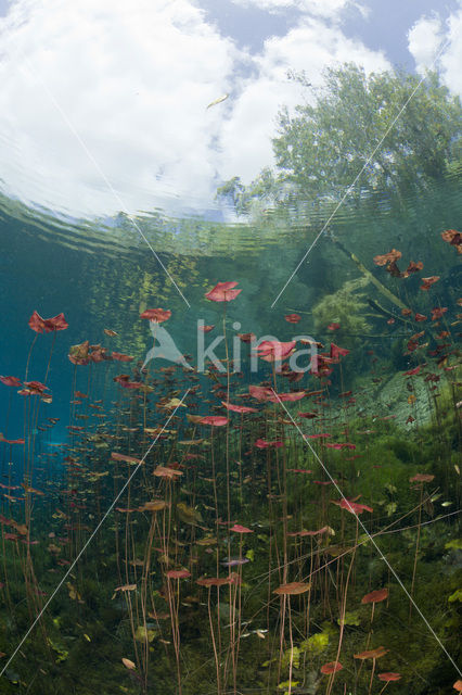 Car Wash Cenote