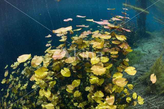 Car Wash Cenote