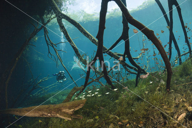 Car Wash Cenote