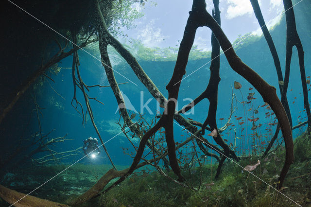 Car Wash Cenote