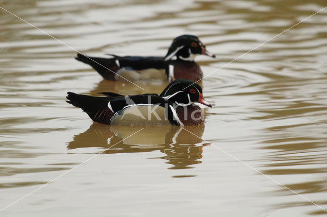 Wood duck (Aix sponsa)