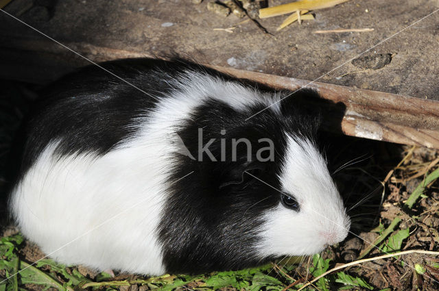 guinea pig (Cavia porcellus)