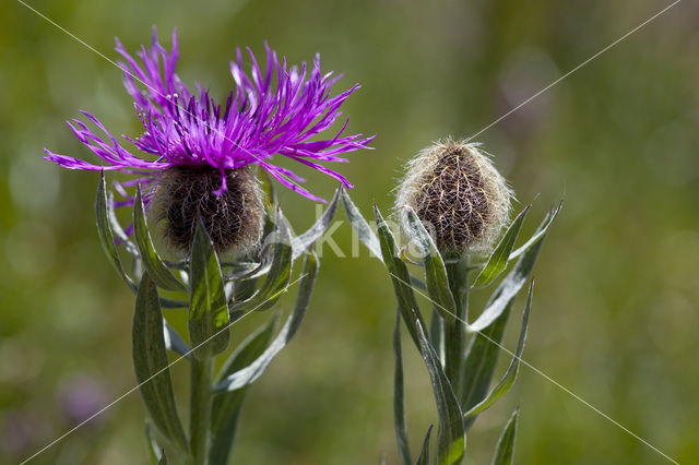 Centaurea uniflora