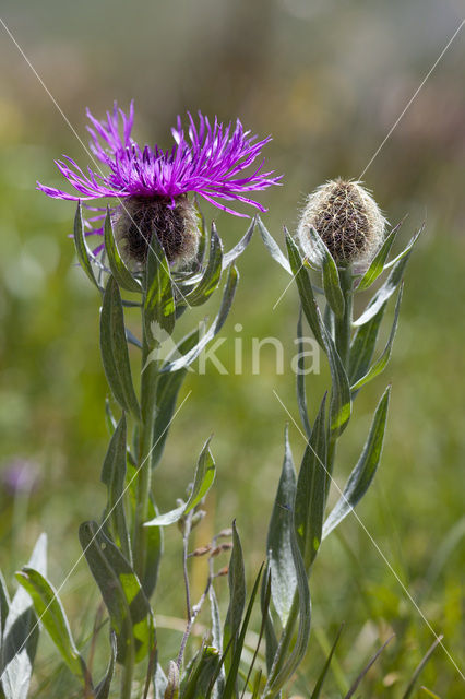 Centaurea uniflora