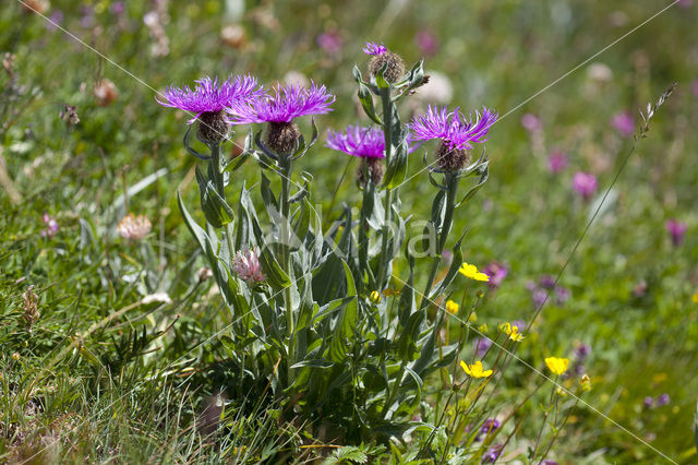 Centaurea uniflora