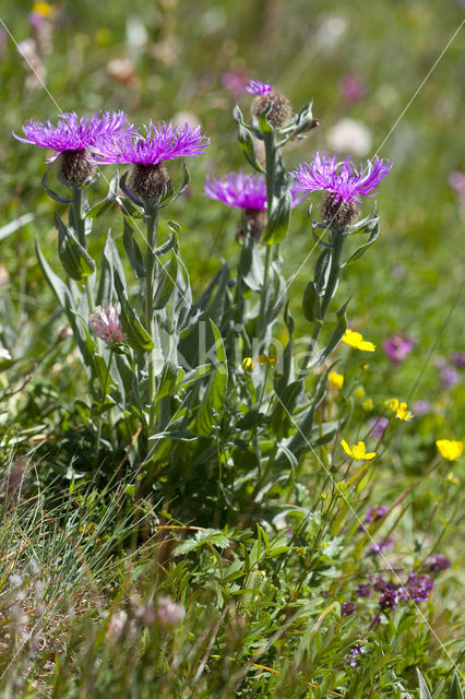 Centaurea uniflora