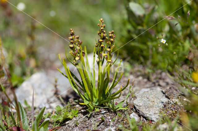 Chamorchis alpina