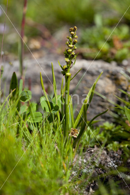 Chamorchis alpina