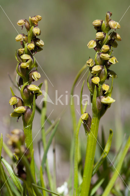 Chamorchis alpina