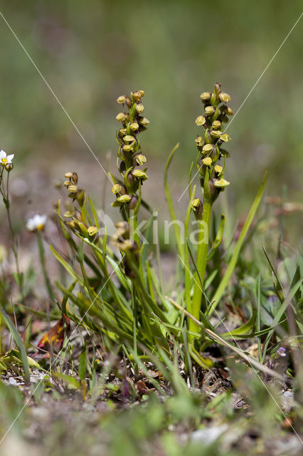 Chamorchis alpina