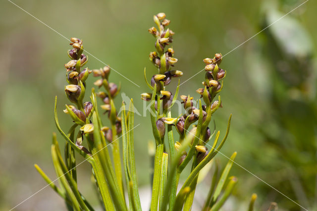 Chamorchis alpina