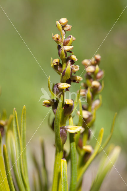 Chamorchis alpina