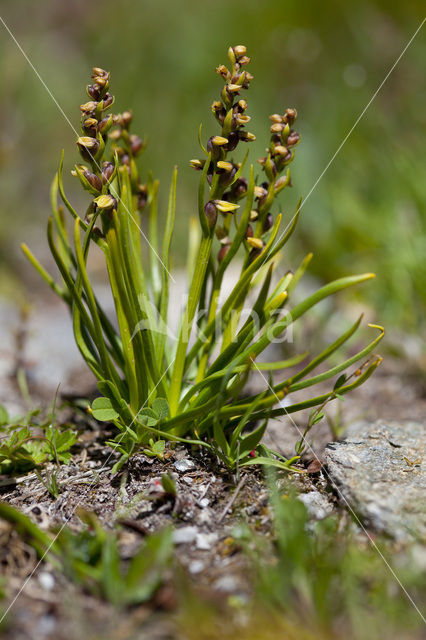 Chamorchis alpina