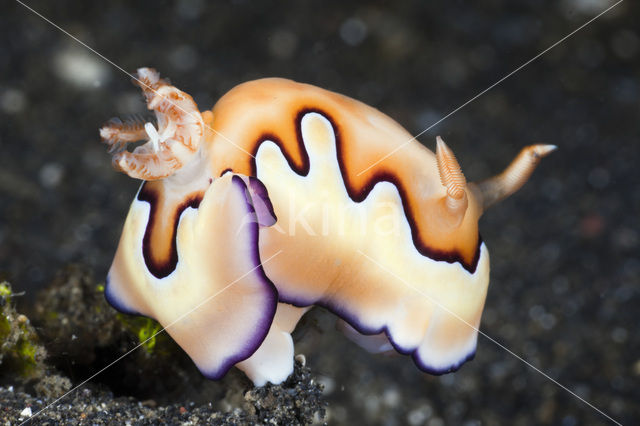 Chromodoris coi