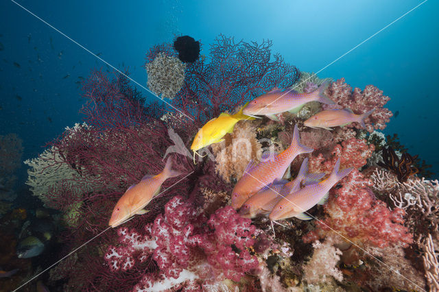 Goldsaddle goatfish (Parupeneus cyclostomus)