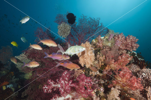 Goldsaddle goatfish (Parupeneus cyclostomus)