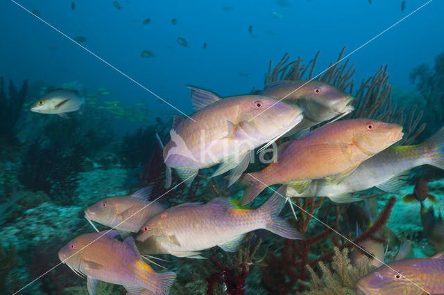 Goldsaddle goatfish (Parupeneus cyclostomus)