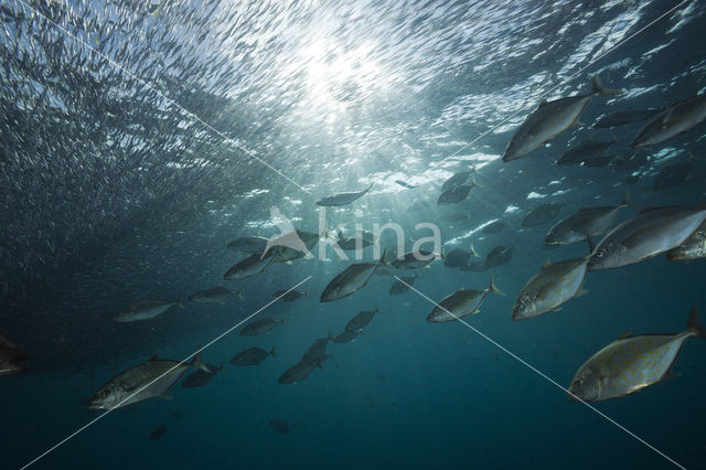 Orangespotted trevally (Carangoides bajad)