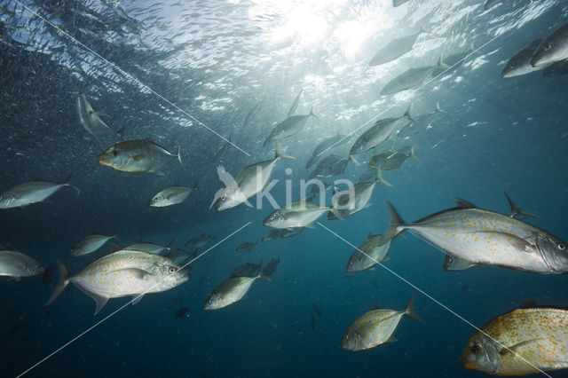 Orangespotted trevally (Carangoides bajad)