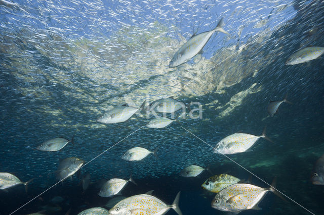 Orangespotted trevally (Carangoides bajad)