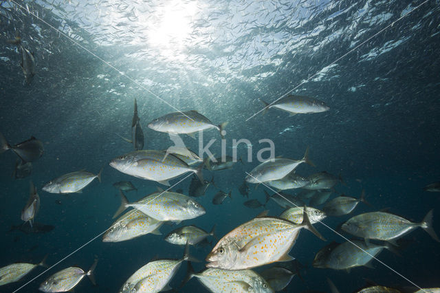 Orangespotted trevally (Carangoides bajad)