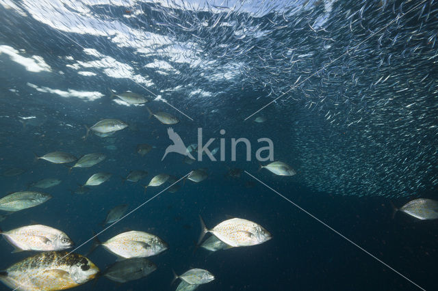Orangespotted trevally (Carangoides bajad)