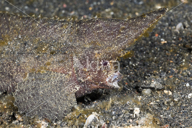 Cockatoo waspfish (Ablabys taenianotus)