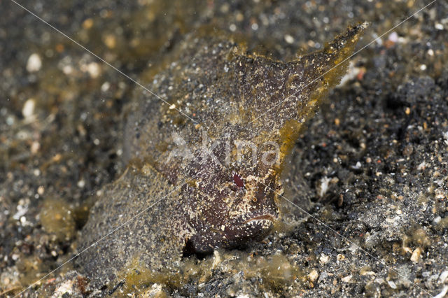 Cockatoo waspfish (Ablabys taenianotus)