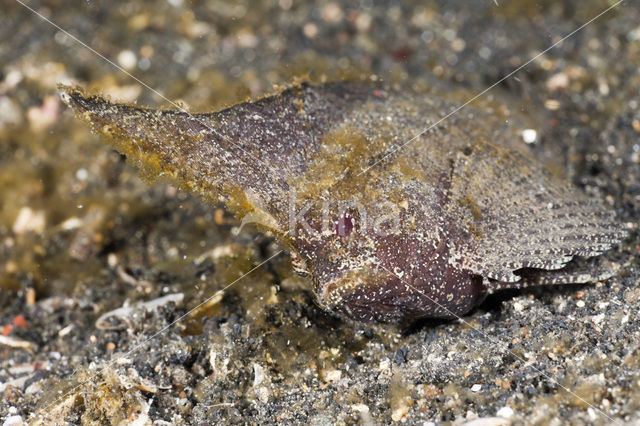 Cockatoo waspfish (Ablabys taenianotus)