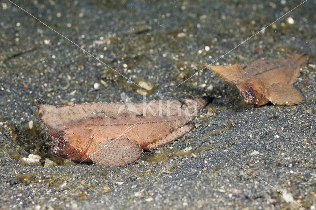 Cockatoo waspfish (Ablabys taenianotus)