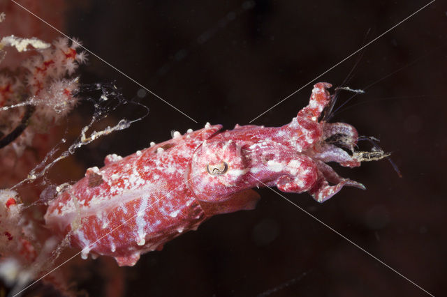 Crinoid Cuttlefish (Sepia sp.)