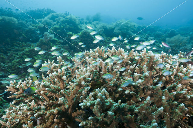 Damsel Fish (Pomacentrus spec)