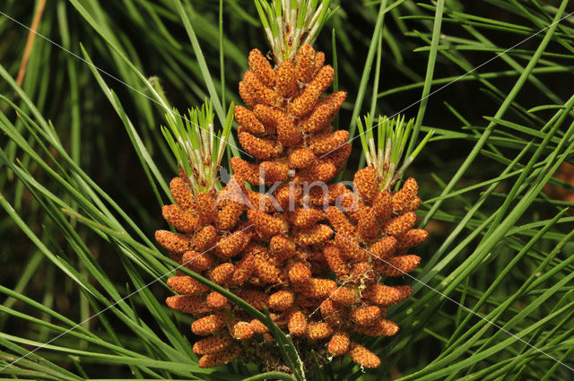 Den (Pinus spec.)