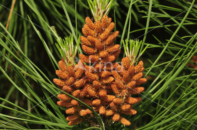 Pine tree (Pinus spec.)