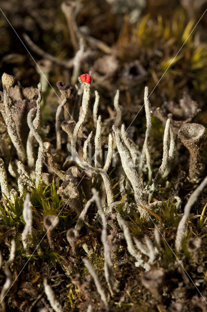 Lipstick Cladonia (Cladonia macilenta)