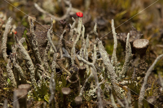 Lipstick Cladonia (Cladonia macilenta)