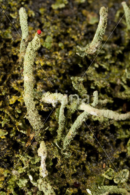 Lipstick Cladonia (Cladonia macilenta)