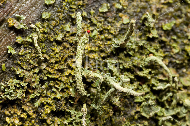 Lipstick Cladonia (Cladonia macilenta)