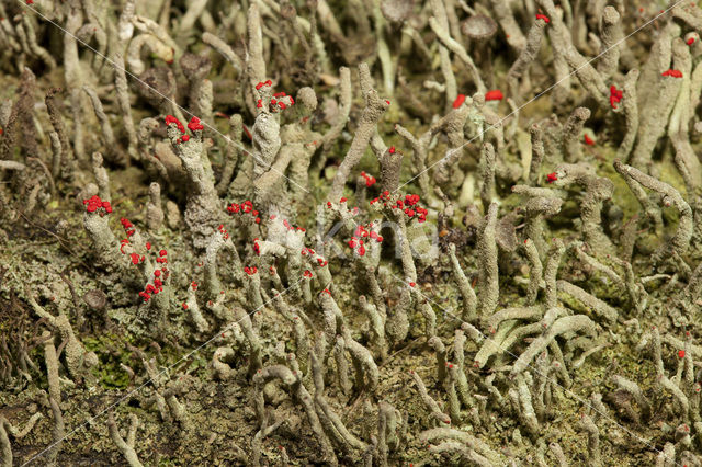 Lipstick Cladonia (Cladonia macilenta)