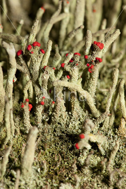 Lipstick Cladonia (Cladonia macilenta)