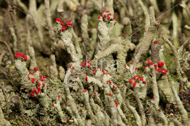 Lipstick Cladonia (Cladonia macilenta)