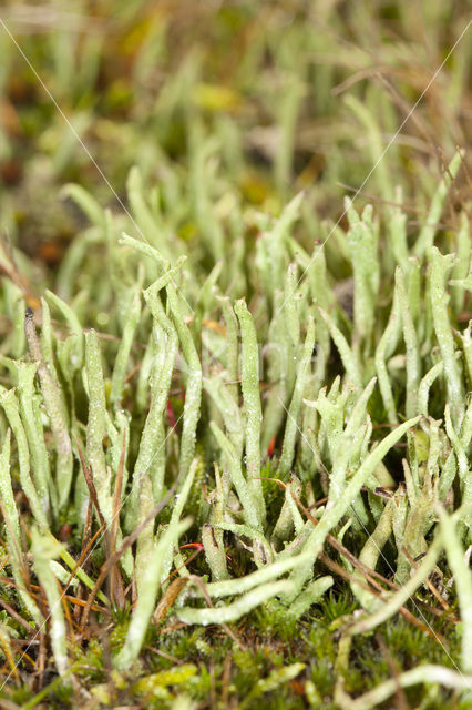 Lipstick Cladonia (Cladonia macilenta)