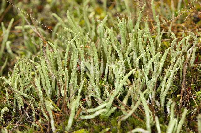 Lipstick Cladonia (Cladonia macilenta)