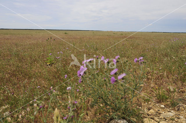 Thistle (Carduus spec.)