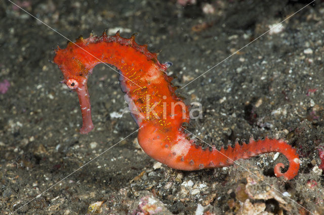 Thorny seahorse (Hippocampus hystrix)