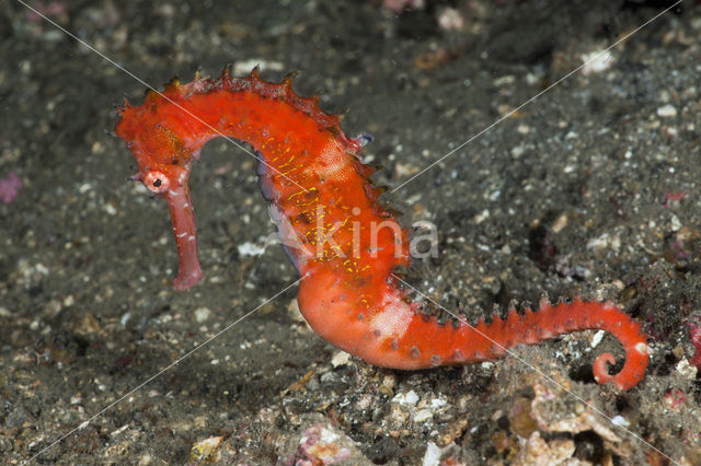 Doornig zeepaardje (Hippocampus hystrix)