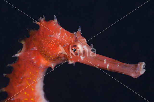 Thorny seahorse (Hippocampus hystrix)