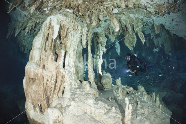 Dos Ojos Cenote