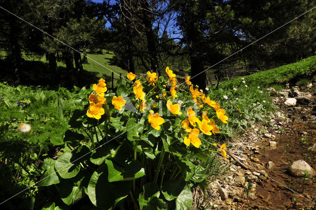 Dotterbloem (Caltha palustris)