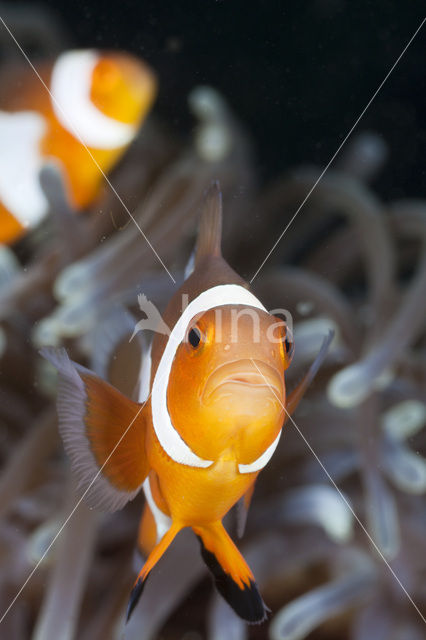 anemonefish